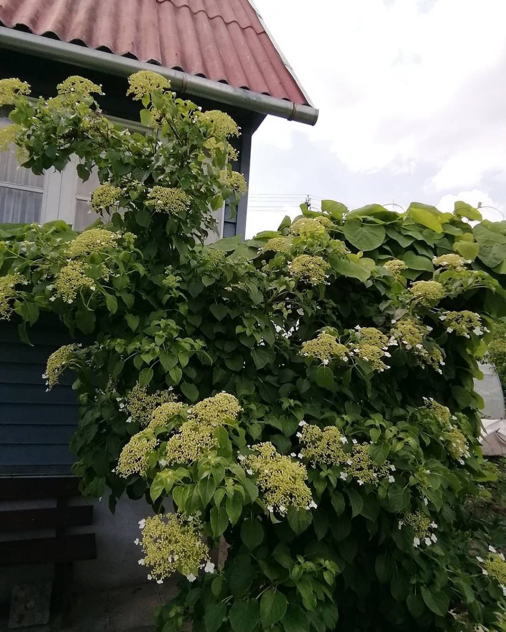 — Якщо тобі, мамо, якась бродяча кішка дорожча за дочку з онукою, то будь ласка, тримати не буду