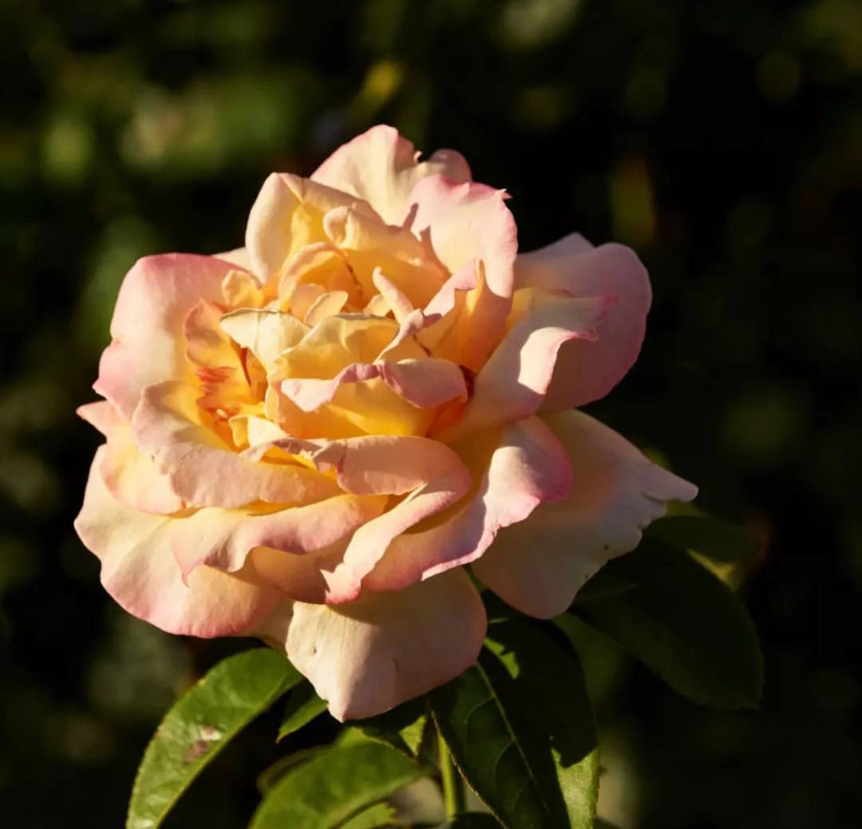 Увечері після роботи Тетяна їхала в напівпорожній електричці. Раптом вона відчула, що хтось на неї дивиться… Навпроти нікого не було, але через купе сиділа пара приблизно її віку. Повненька молода жінка, яскраво нафарбована, досить голосно говорила по телефону. А чоловік сидів і дивився… На Таню! Вони зустрілися поглядами, але той не зніяковів. Йому не було незручно, він навіть погляду не відвів, а навпаки посміхнувся. І кивнув, наче впізнав її… І тут Таня раптом все зрозуміла!