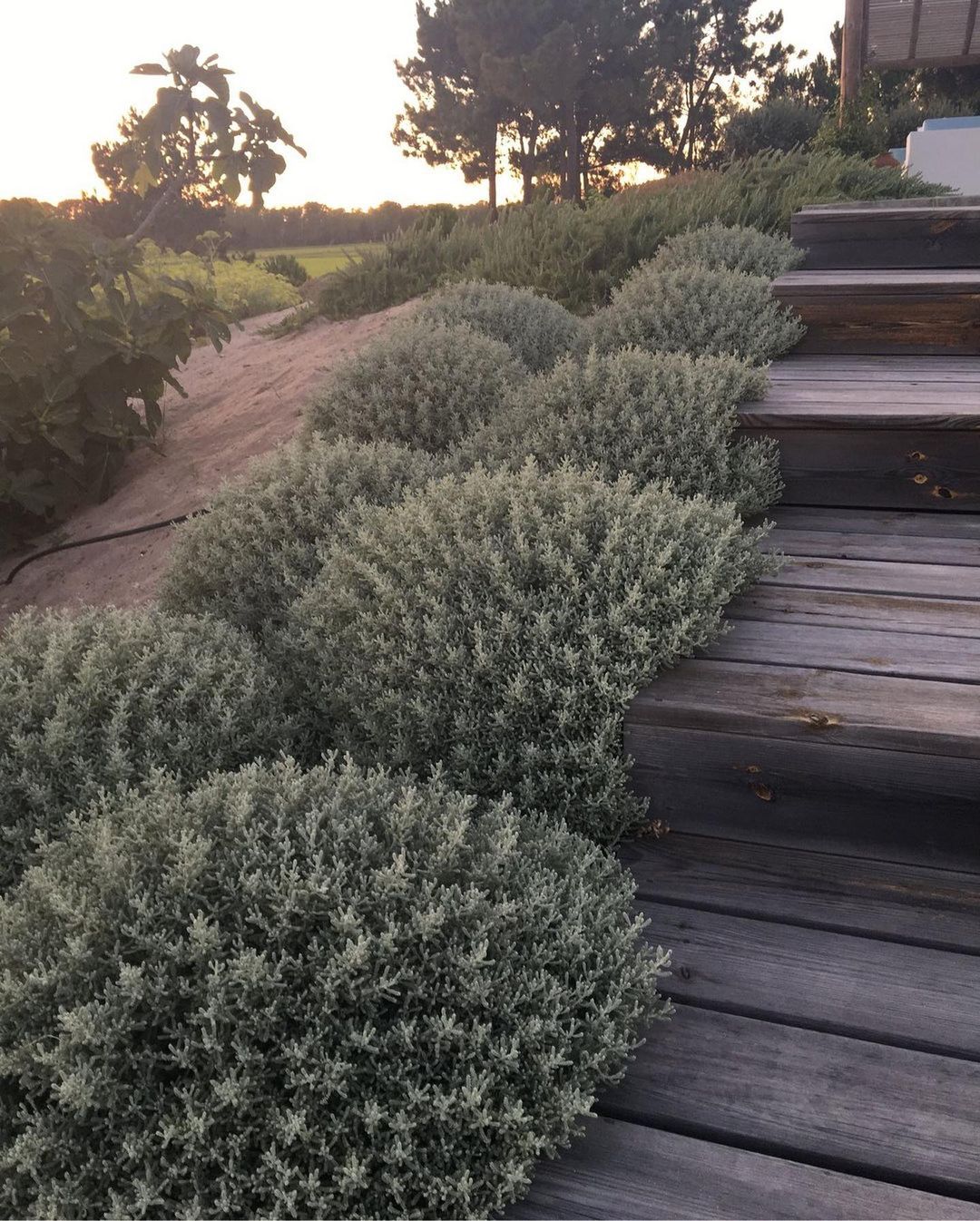 Люда дуже кохала свого Борюсика. Він був старший за неї і навіть від дружини пішов, щоб жити зі своєю Людочкою! Була тільки одна проблема – Борис мав слабе серце і час від часу лягав у клініку на процедури. Люда з ним ні разу не була і якось вирішила простежити за коханим. Вона попросила свого друга Вітю поїхати слідом за Борисом. Його клініка була за містом, але було трохи дивно, що вона виявилася більше схожою на… Котедж! Боря виліз із таксі, відкрилася хвіртка і з неї випурхнула якась «медсестричка». Халатик коротше нікуди, а туфлі на шпильках… Люда просто оторопіла від побаченого.