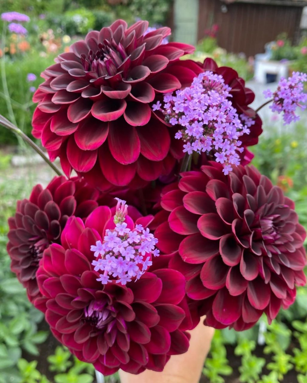 Марійка почала вставати рано. Вранці вона виходила полоти грядки, по ранковій свіжості. Жінка не хотіла сама собі вірити, але вона розуміла одне – їй дуже хотілося зустрітися з сусідом Ігорем, який щоранку йшов на роботу… Вони зустрічалися поглядами і в його хитрих очах проглядався до неї непідробний чоловічий інтерес. – Не дай Боже, побачить Зоя, буде мені тоді, – думала Марійка про дружину Ігоря. – Та ще й прославить мене на все село. А Ігор усе ходив і ходив, і обдаровував її своїм поглядом… Якось Марійка підмітала на подвірʼї. – Доброго дня, Марійко! – раптом почула вона голос. Різко обернувшись, жінка оторопіла від несподіванки.