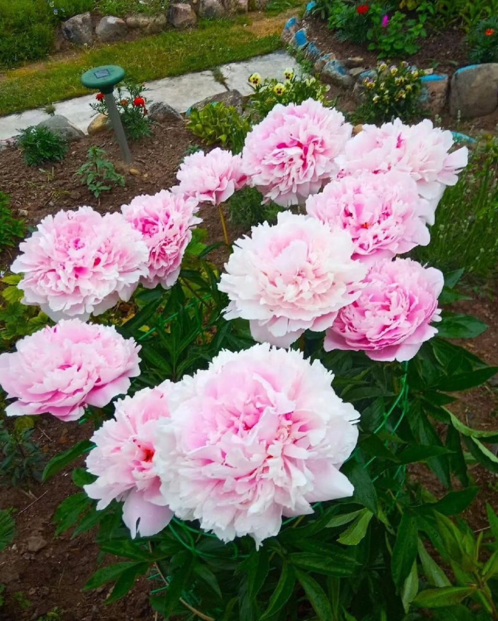 – Все, з мене досить! – якось сказала Інна чоловіку Ігорю. – Я їду… Жінка взяла деякі речі й поїхала до матері. Увечері Ігор уважно глянув на їхнього сина Миколу, й обійняв його. – Нічого, Миколо, ми з тобою мужики, – сказав він. Ми впораємось… Удвох їм жилося спокійно. Вони скрізь ходили разом, готували їсти, Микола допомагав у всьому. Вечорами вони розмовляли, ділилися новинами. – Завтра день народження в Інни, – якось сказав Ігор. Микола раптом серйозно глянув на нього. Щось різко змінилося в нього всередині. Він підійшов, обійняв його й заявив несподіване…