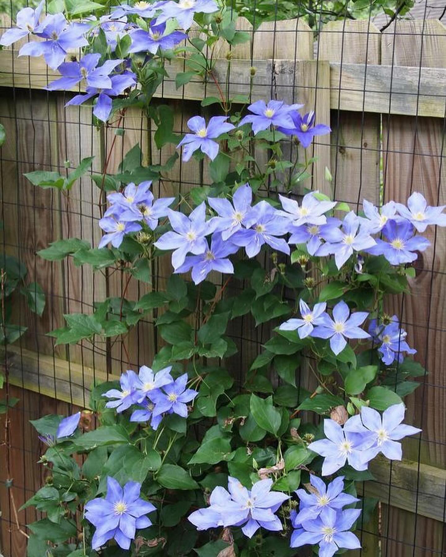 Роман поїхав у село до своєї бабусі Валі. Заодно він привіз продукти з міста місцевим стареньким. У бабусі Роман поголився, помився. А як же ж?! Він же ж домовився зустрітися зі своєю коханою Юлечкою. Вона його з батьками хотіла познайомити. Сорочку Роману бабуся дала нову і він вирушив до коханої. Прийшов хлопець до будинку Юлі. – Познайомся, Романе, це мій тато! – раптом сказала та. Роман так і ахнув від побаченого.