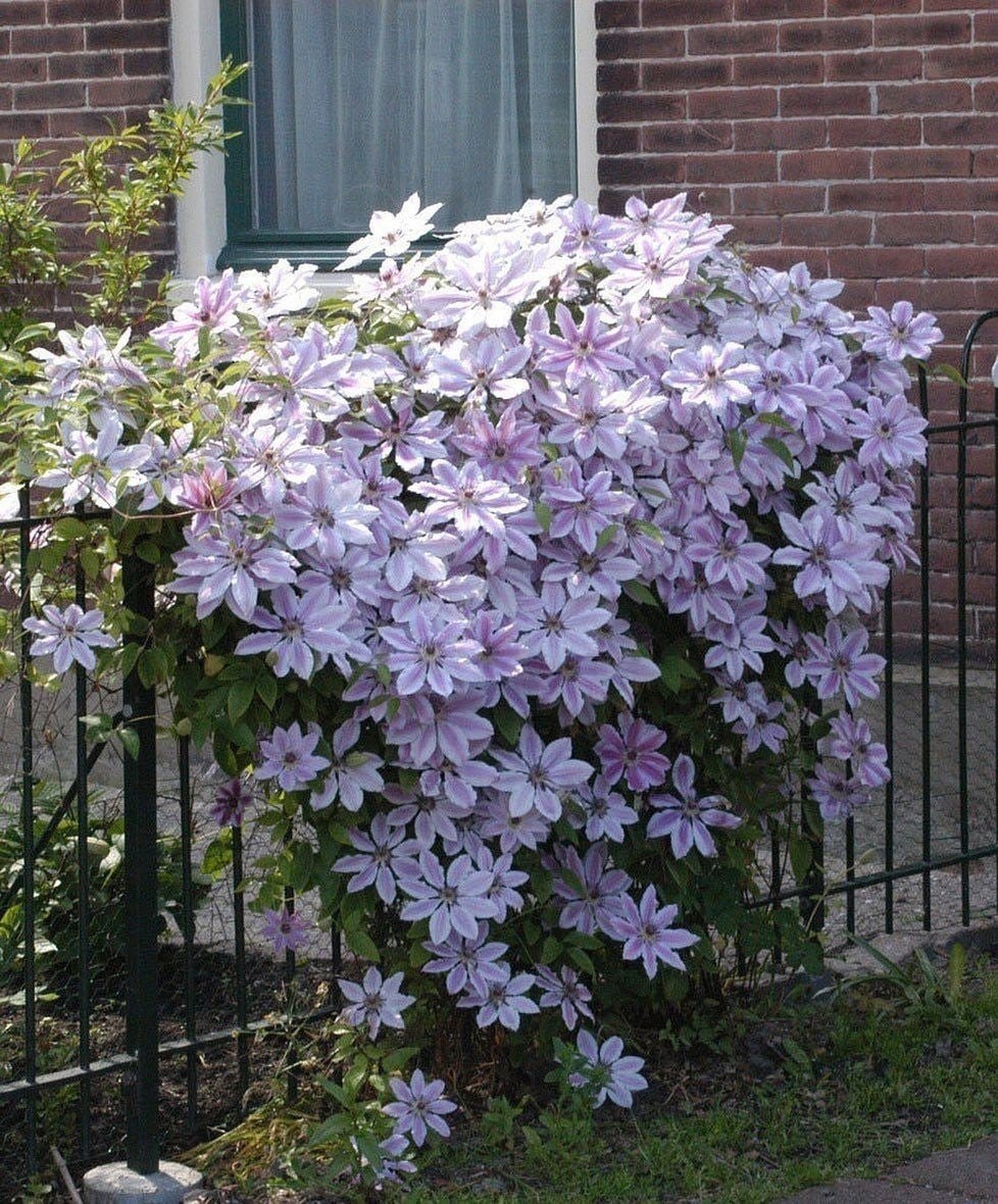 — Ох, Наталю, і не пощастило ж тобі з матір’ю! Вертихвістка скажена вона, ось що! І татусь у тебе такий самий! Що одному, що іншому – гулянки тільки й потрібні! А що літечко коротке – про те їм і знати не хочеться! Та й минуло вже воно! Дитя по двору бігає, а їм все одно – волю подавай! Я, ось, що тобі скажу, Наташко! Просися до тітки! Нехай Нінка тебе забере! У неї хоч сита будеш! А якщо з батьком залишишся, то нічого доброго на тебе не чекає! Так і знай! У нього будинків – як у зайця теремів! Він уже, он, нову сім’ю собі пригледів! А тебе куди? Його коханка тебе не прийме. У неї своїх – семеро по лавках! Зайвий рот ні до чого! Зрозуміла