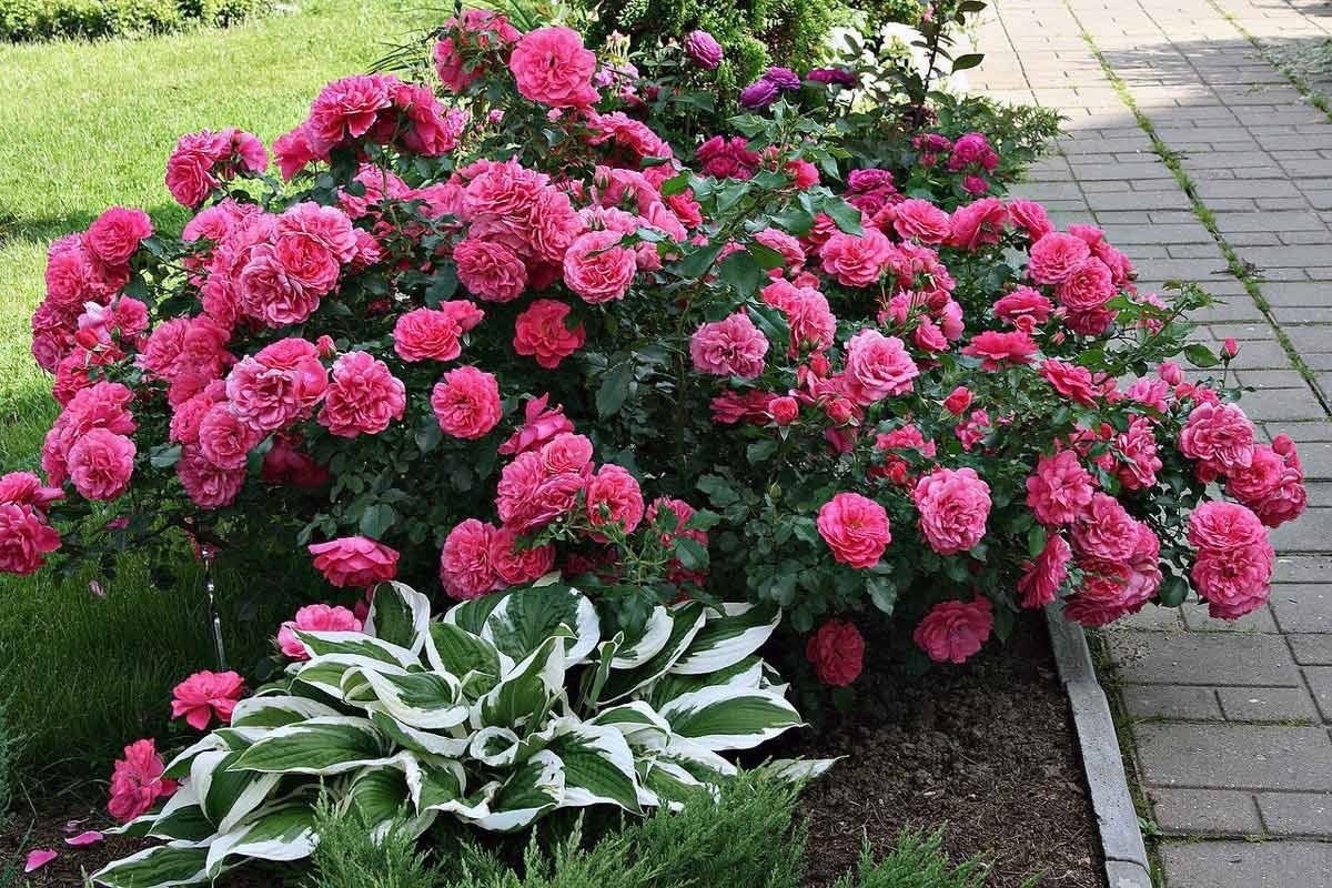 Так, це правда, я покинула лежачу свекруху і поїхала на море. Але, як в тому анекдоті, не покинула, а залишила на сина, не лежачу, а дуже навіть одужуючу і не на море, а на заробітки в Італію. А так все вірно, я нарешті їх всіх покинула самих на себе