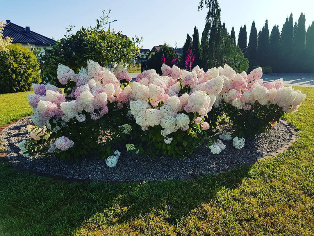 – Невже ви шукали мене цілий тиждень, щоб віддати мені цю сумку? – Спитала вона таксиста, й глянула на нього з цікавістю. – Все через нього, – кивнув чоловік на Шерлока. – Тиждень приховував свої таланти від мене. Мабуть, не хотів, щоб я знайшов вас і припинив їздити сюди. Адже він бездомний…