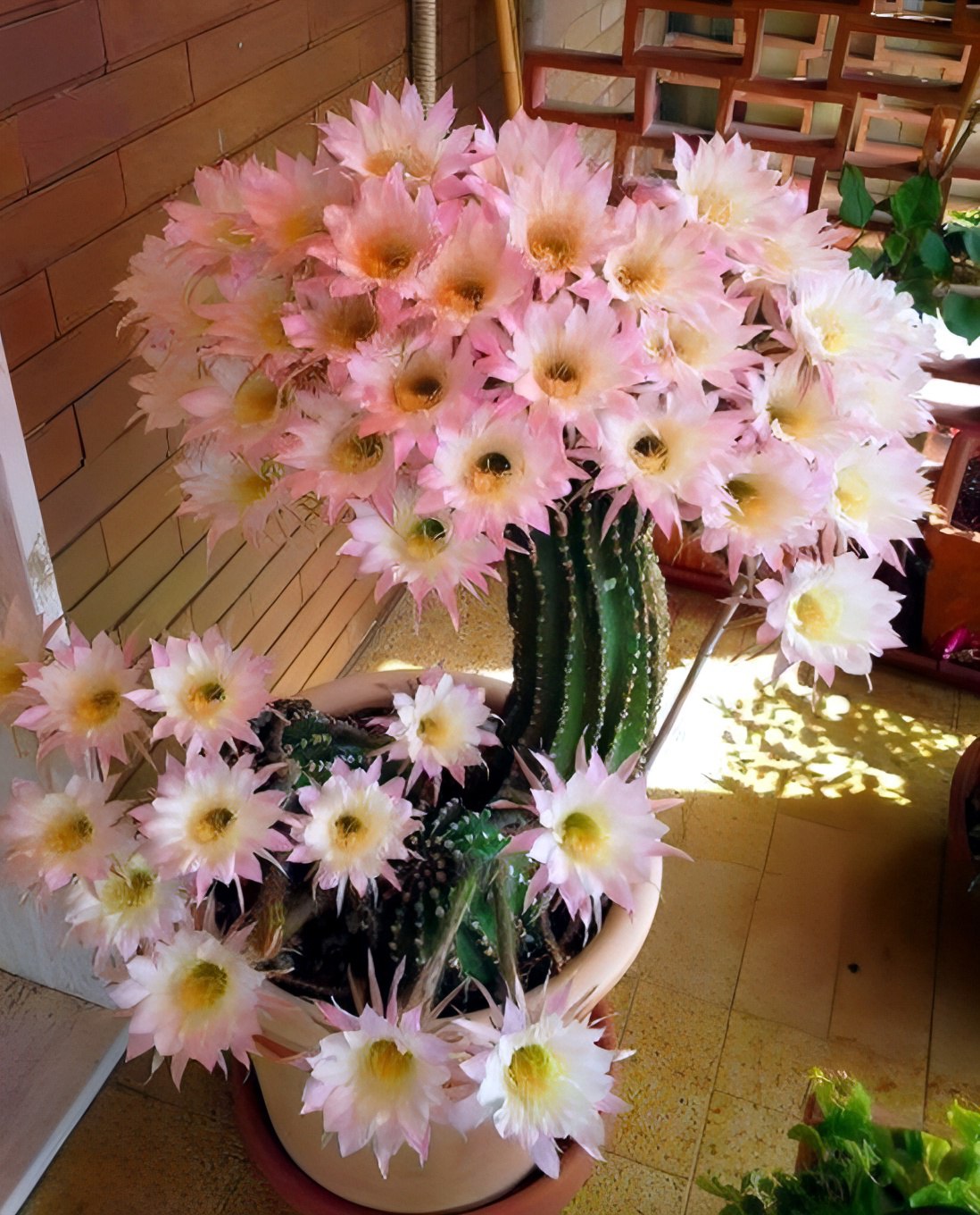 – Що робитимемо, Борю? Це ж треба, наречену в селі наш синок знайшов! – Алла притиснула долоню до щоки, й захиталася з боку на бік