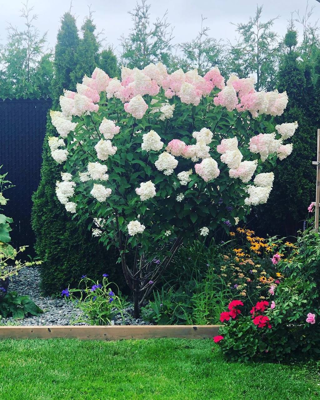 – Алло мамо, ти пенсію отримала? – Мені платіж за машину треба внести, я потім куплю тобі ліки з авансу, – не вгавав синок