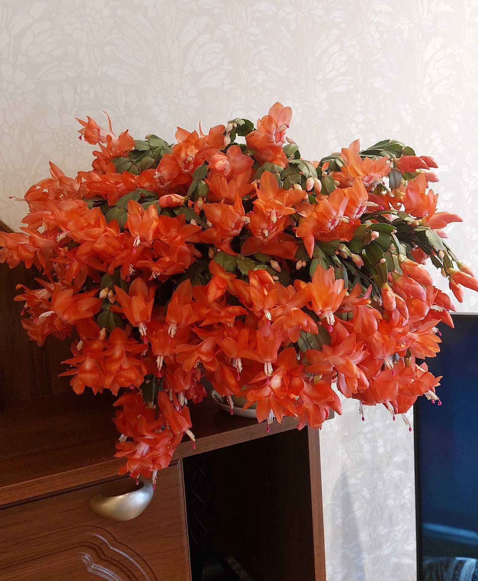 Суп-харчо був такий апетитний, наваристий, від нього віяло не просто чудовим запахом, а справжнім домашнім затишком. Володя обожнював смакувати домашню їжу. Його чекають, для нього готують — хіба це не щастя?