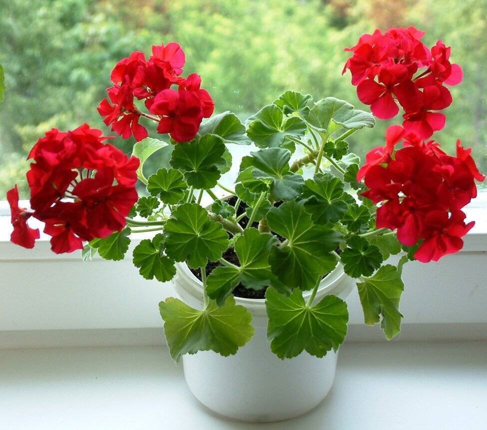 Через два роки Марія вперше повернулася додому з важкою валізою й непоганими заощадженнями. Почала будівництво. Будинок справді мрія. Орест, певна річ, вважав, що то все “на сім’ю” – мовляв, шлюб є, значить, усе спільне. Але Марія вже тоді була мудрою. Ще в Італії оформила документи на Христину. Все до копієчки – на доньку. – А Орест? – перепитала ще одна з жінок. – Жив собі далі? – Аякже. У старій хаті сидів. Я не чіпала його, бо він дійсно допомагав – щось підвезе, щось піднесе, цемент замовить. Я вже тоді була далека від ревнощів. Мені потрібен був результат