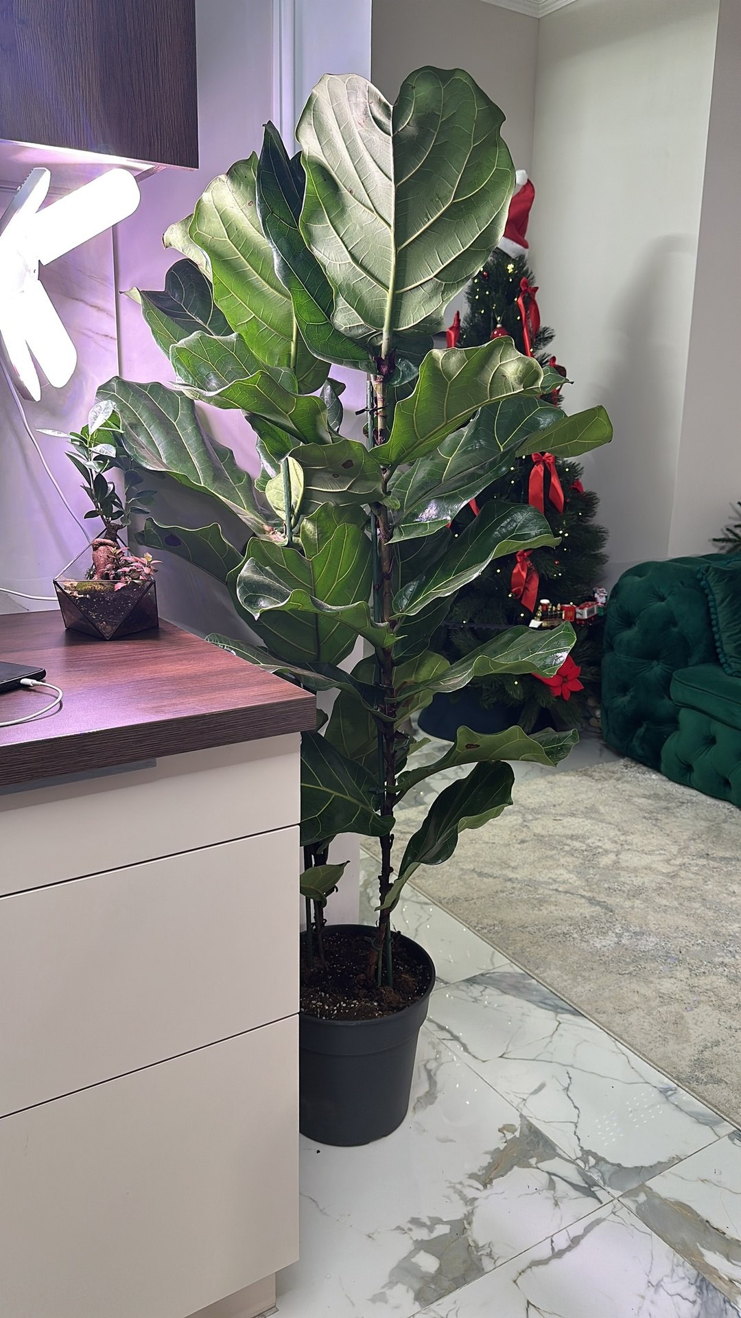 – Ви покривали його зраду! Ви давали гроші тій жінці, поки я орала тут, як скажена! – Виказувала Марія свекру