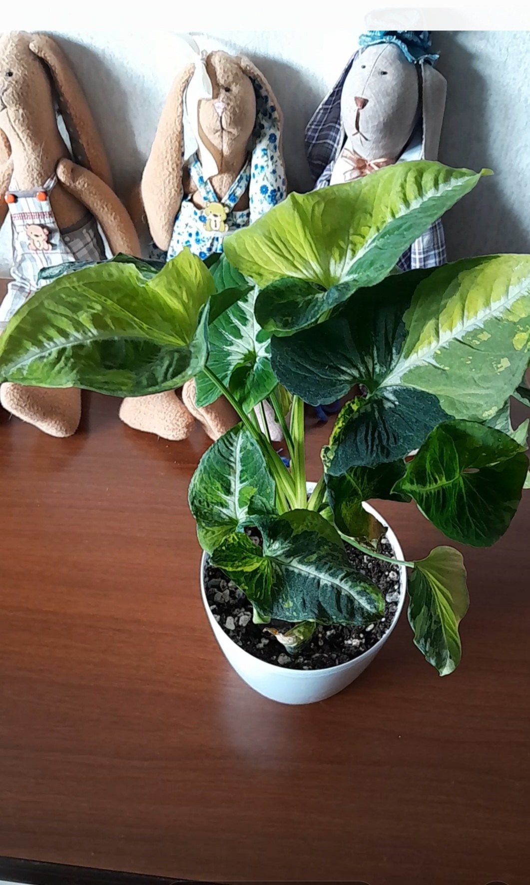 Перші дні в Італії були, як сон. Марія не мила підлогу щодня. Не прала вручну. Не готувала трьох страв. Просто ходила з Ганною по магазинах, пила каву на вулиці, спала, коли хотіла. А вдома щось почало змінюватися. Спершу Петро шукав чашку. Потім не знайшов дитячих речей. Далі забув, коли день народження в сина. Згодом спробував сам зварити борщ – діти сказали, що він несмачний. В хаті – безлад. І вперше Петро не мав, до кого звернутися. Він дзвонив, питав: – Коли ти повернешся? А вона відповідала спокійно: – Не знаю. Мені добре тут. Я вчу мову. Я нарешті відчуваю, що я – жінка, а не прислуга