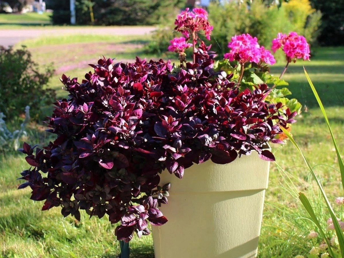 Коли я переступила поріг нашого дому, мене вразила тиша. Зазвичай, коли я приїжджала, дитина біжить назустріч, а чоловік вже чекає з накритим столом, а тут – ніякої метушні. Мама теж не прийшла зустрічати. Я поставила валізу біля порогу і стала слухати. Тиша. Цього разу мої родичі переплутали дату мого приїзду і просто мене не чекали. Піднялася на другий поверх, а в кімнаті чоловіка побачила чужу жінку