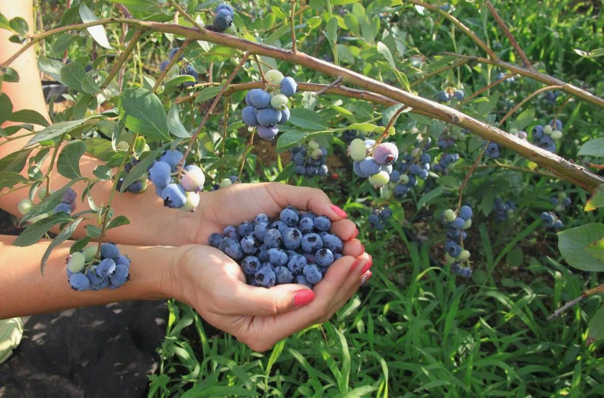 – Це Ігор, тепер я надихаю на подвиги його, – пояснила Софія. – Знаєш, виявляється, я теж можу бути музою, просто потрібна правильна людина. Упевнена, ти теж знайдеш другу половинку
