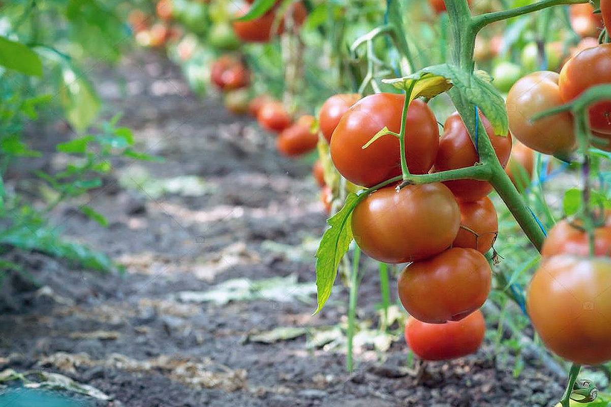 – Діти – вони як дріжджі. Спочатку вирують, галасують, усе навколо рознесуть. А потім – пиріг. Я б, може, і відправила їх назад… але вже звикла