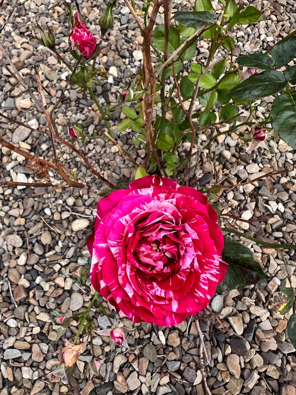 – Коли тебе викликають до директора ти відпрошуєшся з роботи, і ввечері теж не йдеш, а лежиш і відпочиваєш, і на наступний день у тебе настрій хороший. – Так ти це робиш, щоб я відпочила?? — ошелешено вигукнула жінка.