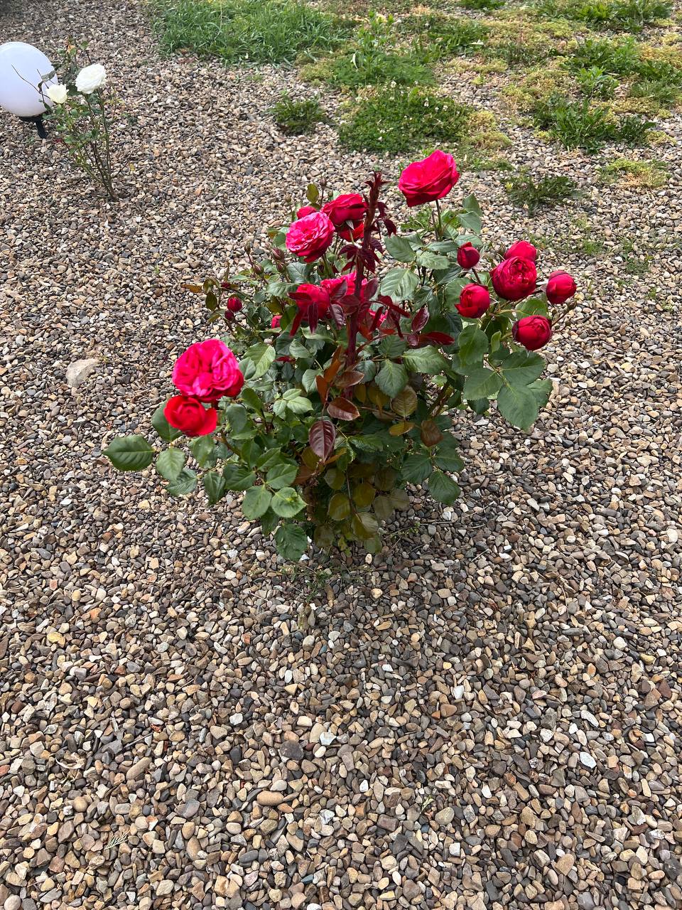 – Вибачте, але ні, іншим разом, мене Марина чекає, – Мирослав вкотре відмовився йти в кафе. – Дружина його кличе. А з друзями піти кудись посидіти? – друзі не розуміли, чому Мирослав так поспішає додому. Але одного разу Тарас потрапив в дім Мирослава, і зрозумів, чому все саме так відбувається