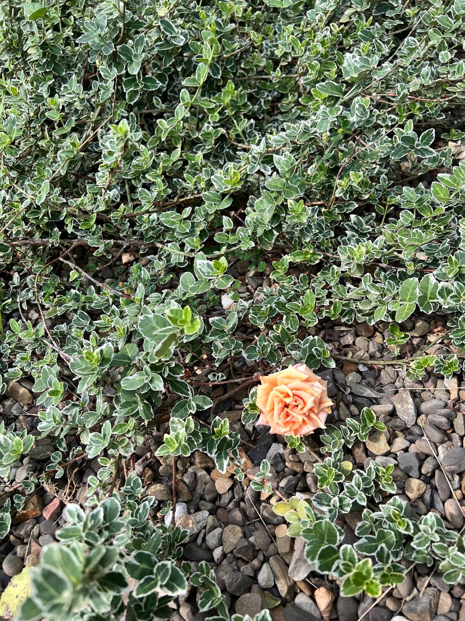 – Я поїду до батьків на тиждень. Чоловік навіть не запитав, чому. Лише знизав плечима: – Як хочеш. Я не тримаю. Вона поїхала. І не повернулась за тиждень. І не за два. Василь не скучав, але він почав помічати, що хата порожня. Що чай сам не заварюється. Що сорочки лежать брудні. Що тиша ріже вуха.  Василь уперше в житті прибирав сам, варив щось примітивне, пробував полагодити праску. А ще – сидів на лавці й мовчки дивився на захід сонця. І згадував