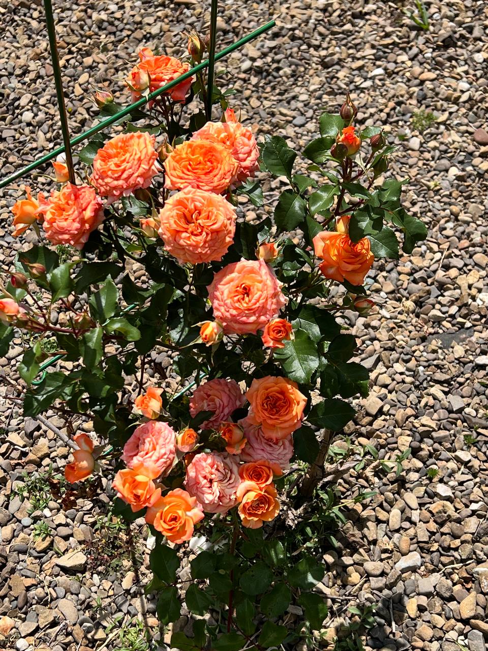 – Якби не ти, я ніколи б не усвідомила, наскільки здатна. Не знайшла б у собі сили стати тією людиною, якою є зараз. Ти зробив для мене набагато більше, ніж міг уявити