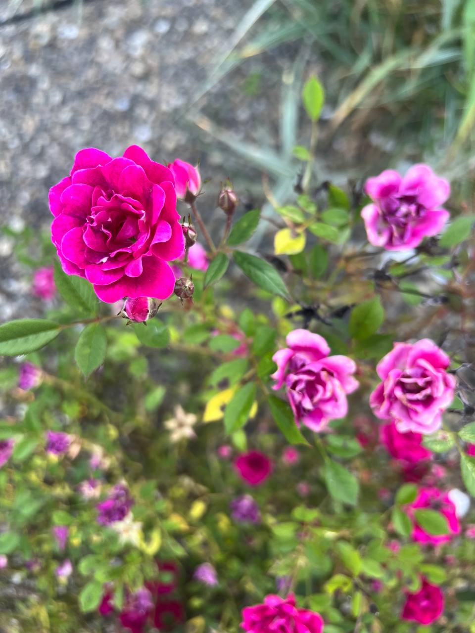 Надійко, це ж свята. От як я маю сказати родичам, щоб вони не приїжджали? – каже мені чоловік. – Мама вже збирається до нас, в понеділок приїде. – І що вона збирається у нас цілий тиждень робити? Великдень аж в неділю, – уточнюю я. – Так не тиждень, два тижні мама збирається у нас гостювати, – попередив чоловік. В мене слів забракло. Що я робитиму з свекрухою два тижні