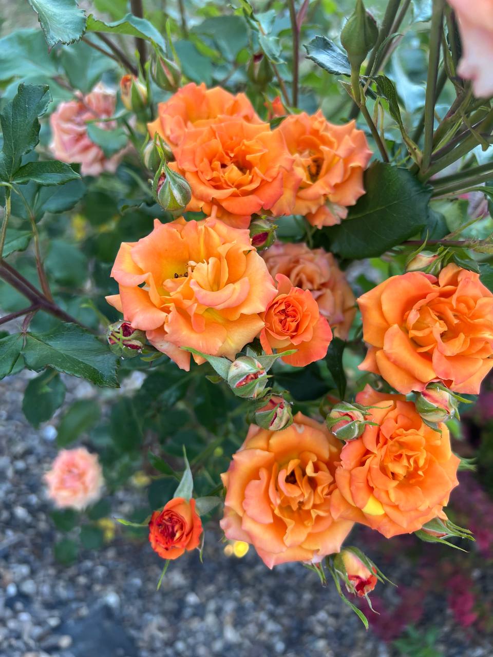 – Мені не потрібний цей сурогатний онук, не потрібний… я ніколи не визнаю його, ніколи, чуєш! Тебе я рада бачити завжди, її, та її приплід – ні