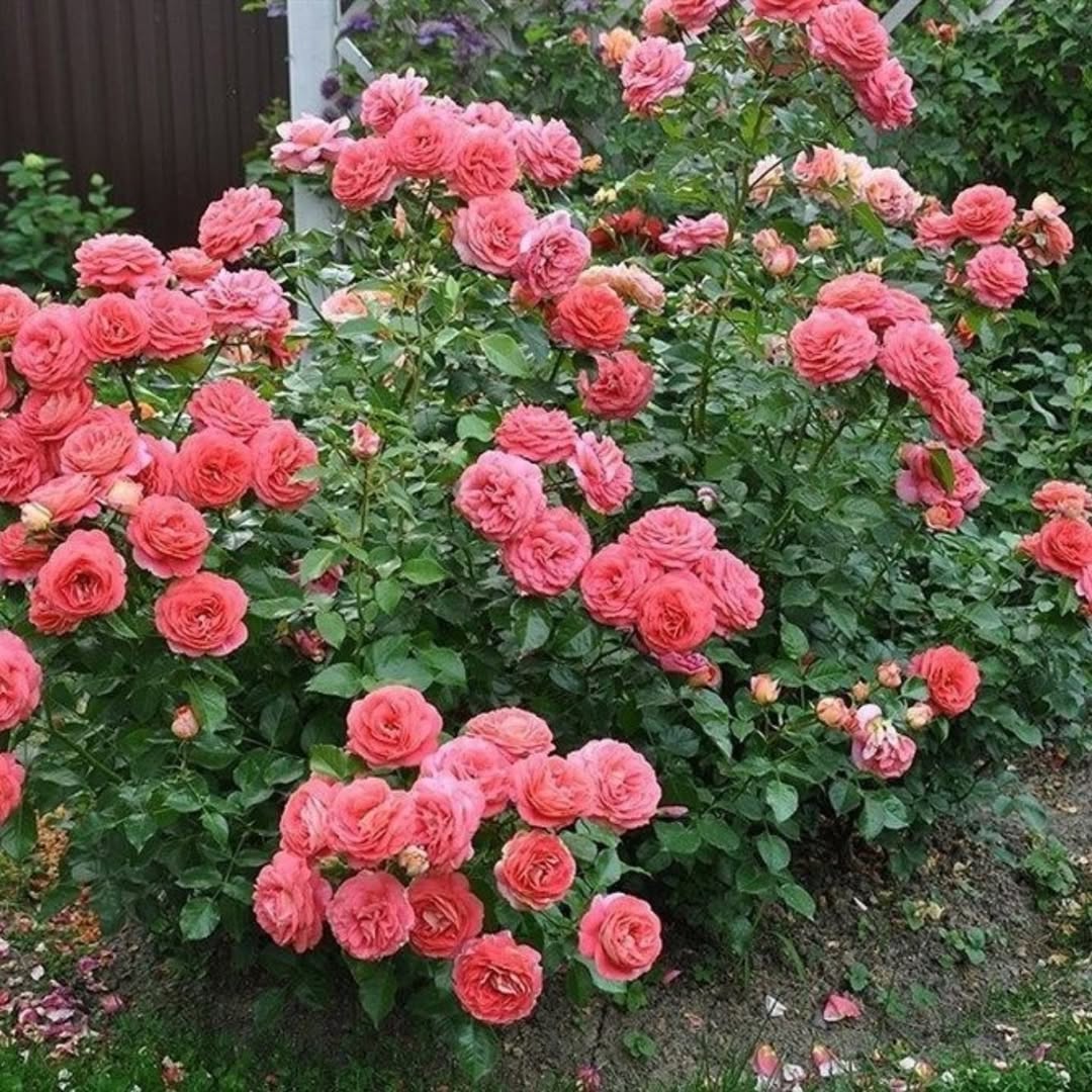 Ольга приїхала до себе на дачу. Вона глянула на двері й оторопіла! Там не було замка… Жінка відкрила двері й зайшла. На веранді стояли відра з ягодами. Смородина, малина… Ольга пройшла до хати. Було тихо, тільки в них із чоловіком спальні працював телевізор. Безшумними кроками вона пройшла на кухню. На столі був немитий посуд і залишки їжі. Ольга увімкнула скрізь світло. У хаті було брудно. – Хто тут?! – раптом пролунав жіночий голос. Ольга застигла від несподіванки.