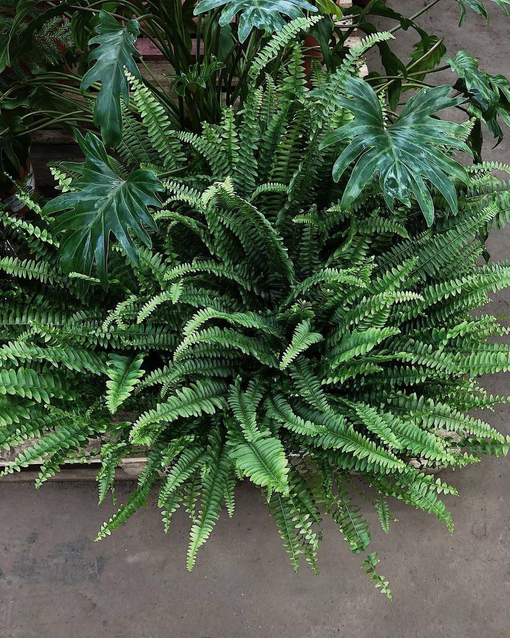 Валентин сказав дружині Надії, що їде в село до своєї матері. – Я до мами їду, вона терміново просила допомогти, – сказав він. – Буду завтра ввечері… Чоловік поїхав, а Надія вирішила зробити сюрприз – приїхати до нього з донькою. Вони приїхали в село. Свекруха, Уляна Федорівна, сиділа на лавці під вікном. – Надіє?! Алісо?! А де ж Валентин?! – зразу вигукнула вона. – Як давно вас не було! Син дзвонив, сказав, що ви відпочиваєте на морі. А його я вже місяць, а то й більше не бачила! Усе робота в нього. На море вам заробляв! Надія не розуміла, що це робиться…