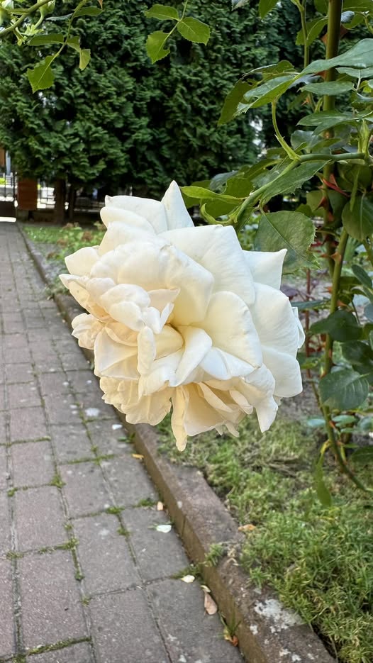 Я навіть і подумати б не могла, що мої діти виявляться такими захланними. У нас багато років все добре було, я всім заробітчанкам хвалилася, що маю дуже добрих дітей. А вони показали своє істинне лице, коли пішла мова про великі гроші. – Великий будинок для тебе однієї? Мамо, сама подумай, чи це тобі треба? У тебе ж діти є! – картають мене мої сини, а їхні дружини їм допомагають