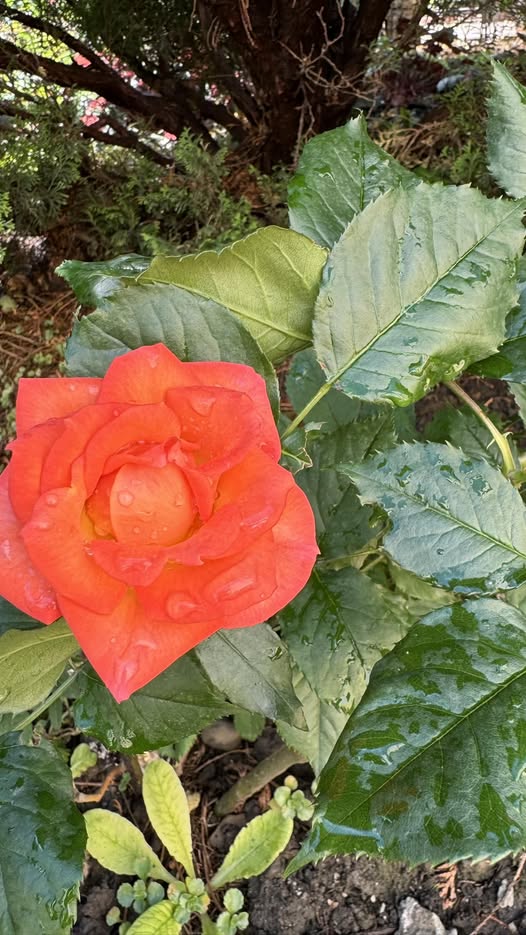 За столом невістка при всіх моїх родичах стала вихвалятися, яка вона бізнес-вумен, скільки грошей заробила. Похвалилася, що купила землю за містом, планує там будувати будинок, і облаштувала вже собі город, де зараз квіти вирощує. Всі на неї захоплено дивилися, хвалили, казали, яка вона молодець. Але невістка жодним словом не обмовилася про те, що всього цього вона досягає за рахунок мого сина, бо скинула на нього і всю домашню роботу, і виховання дитини