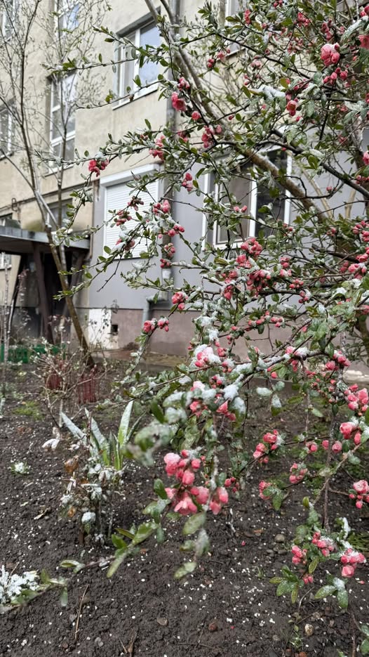 Нещодавно мама до мене приїхала, і я ледь не розплакалася. Надворі холодно, мокро, а вона в тоненькій курточці, роззулася – ноги мокрі, бо чоботи діряві. А звідки нове взяти, якщо грошей немає. Поїхала мама додому, а я брата набрала. кажу, мамі треба купити новий одяг, адже свята йдуть, хоч куртку і взуття треба купити. І продуктів трохи кращих на свята треба мамі дати також. Я зрозуміла, що сама всі ці витрати не потягну, у мене ж своя сімʼя є, мені про дітей треба дбати. Але брат, замість того, щоб включитися, вмив руки і сказав, що це не його проблеми і йому самому важко