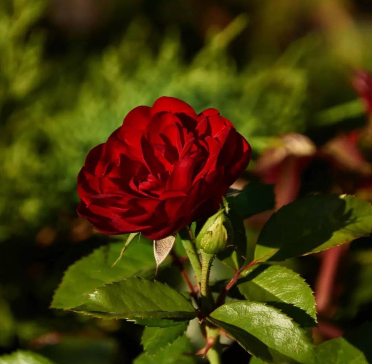 І ось дідуся не стало у 93 роки і одразу після його смерті їй дзвонять і кажуть, що вони шукали і не знайшли якісь гроші та дорогоцінні прикраси, які нібито в нього були