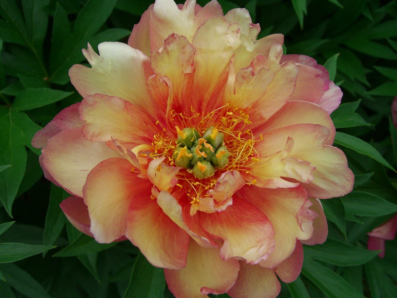 Рік тому я познайомилася з Артемом, і ми майже одразу почали зустрічатися. Він із самого початку був серйозно до мене налаштований, а я до нього. Лише через три місяці стосунків він запропонував мені вийти за нього заміж, і я з радістю погодилася