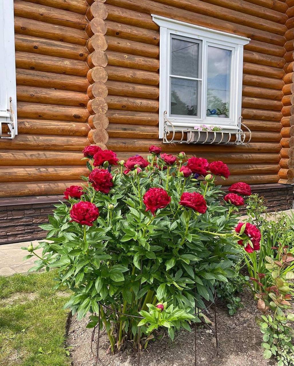 “Який мужчина. – протягнула сваха, щойно ввійшла у наш дім сватати доньку, – Що ж ти, Лесю не казала мені що маєш такого тата? Не сором було ховати?”. А мій чоловік стоїть мов та ружа – червоний і щасливий. Бачу, плечі розрівняв і очі засвітились