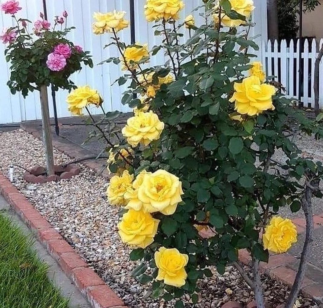 Галина часто казала сусідкам: – За Катерину я спокійна: вона в місті, у достатку. А от за Софію серце щемить – тяжко їй буде в житті… Час минав. Катерина в місто маму не кликала, і сама не часто приїжджала. Здавалося, що село їй чуже, а хата батьківська – зайвий тягар. Софія ж, хоч і мала клопотів по горло, завжди знаходила час. То город перекопає, то мамі щось привезе, то дітей залишить, аби та не сумувала. Одного разу Галина захворіла серйозно. Ноги підводили, серце не давало спокою. Вона подзвонила старшій доньці: – Доню, може, приїхала б, побула трохи зі мною? Щось мені зле… У слухавці почулася холодна відповідь: – Мамо, я зараз дуже зайнята