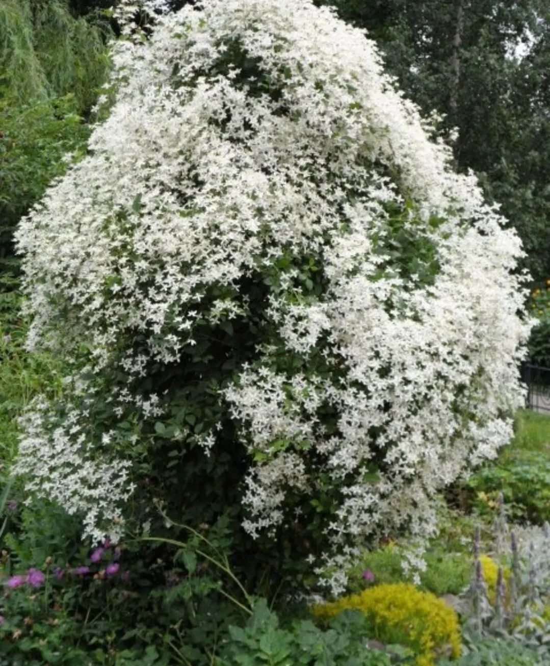 – Та що, чорт забирай, відбувається? – кинув він у кущі телефон, коли не зміг додзвонитися ні до дружини, ні до тестя, – Вони всі знущаються чи що? З кущів задзвонило. Він сунув руку і потрапив у кропиву. Побачивши номер того, хто дзвонив, ледь не викинув телефон назад…