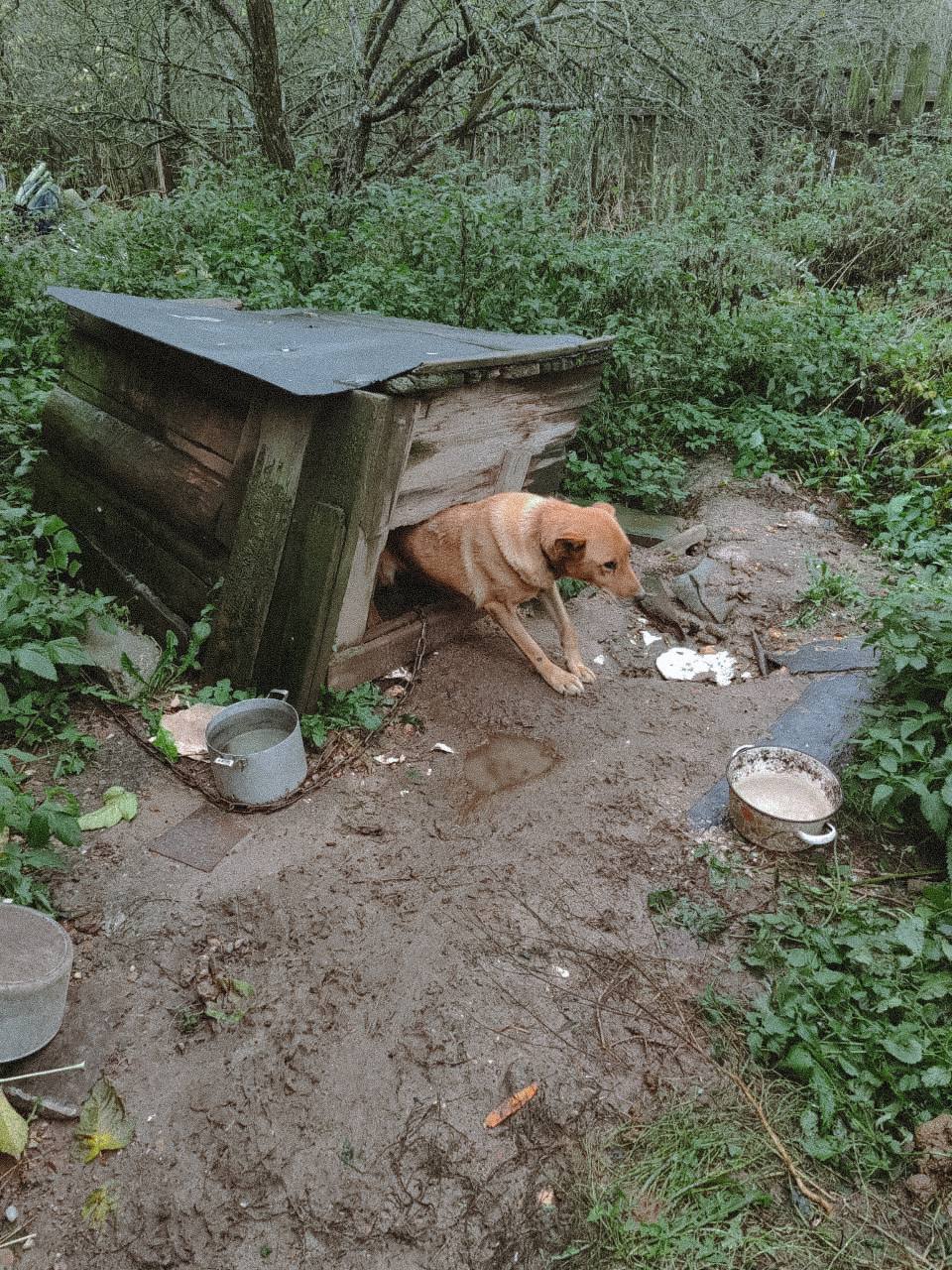 За весь період ремонту жоден родич чоловіка не з’явився в новому будинку. Боялися, мабуть, що їх змусять працювати. А я б змусила — нехай відпрацьовують всі ті вихідні, які провели в моїй квартирі