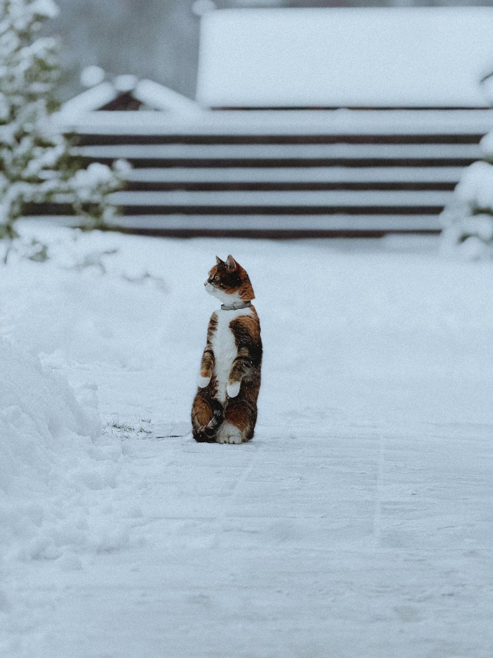 Треба було не дурницями займатися і по дитбудинках бігати, а дружину собі іншу шукати! — випалила свекруха