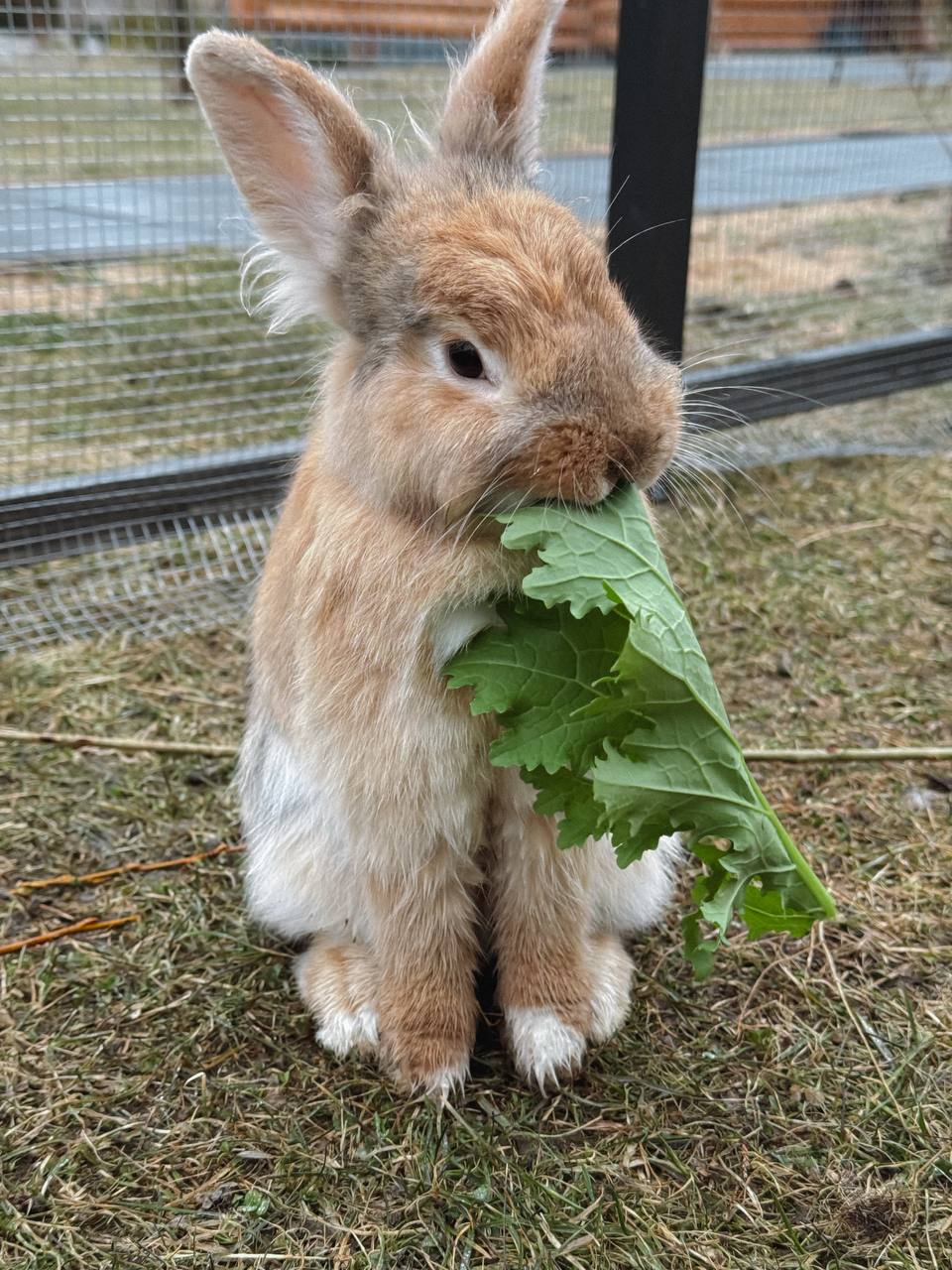 Як ти думаєш, Василю, я працювала з ранку до вечора саме для того, щоб зробити приємне твоїй сестрі? І іншої мети у мене не було