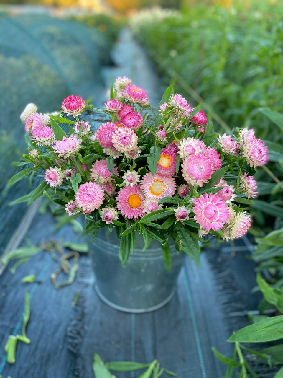 — Як ви потрапили? – прошипіла Марина. – Сергію, ти їй ключі дав?! — Це моя квартира, — спокійно промовила Ірина Петрівна. — Я потрапила до неї по праву. Ось ухвала про незаконну зміну замків. Сергій зблід. — Мамо, навіщо ти влаштовуєш скандал? Ми ж домовилися