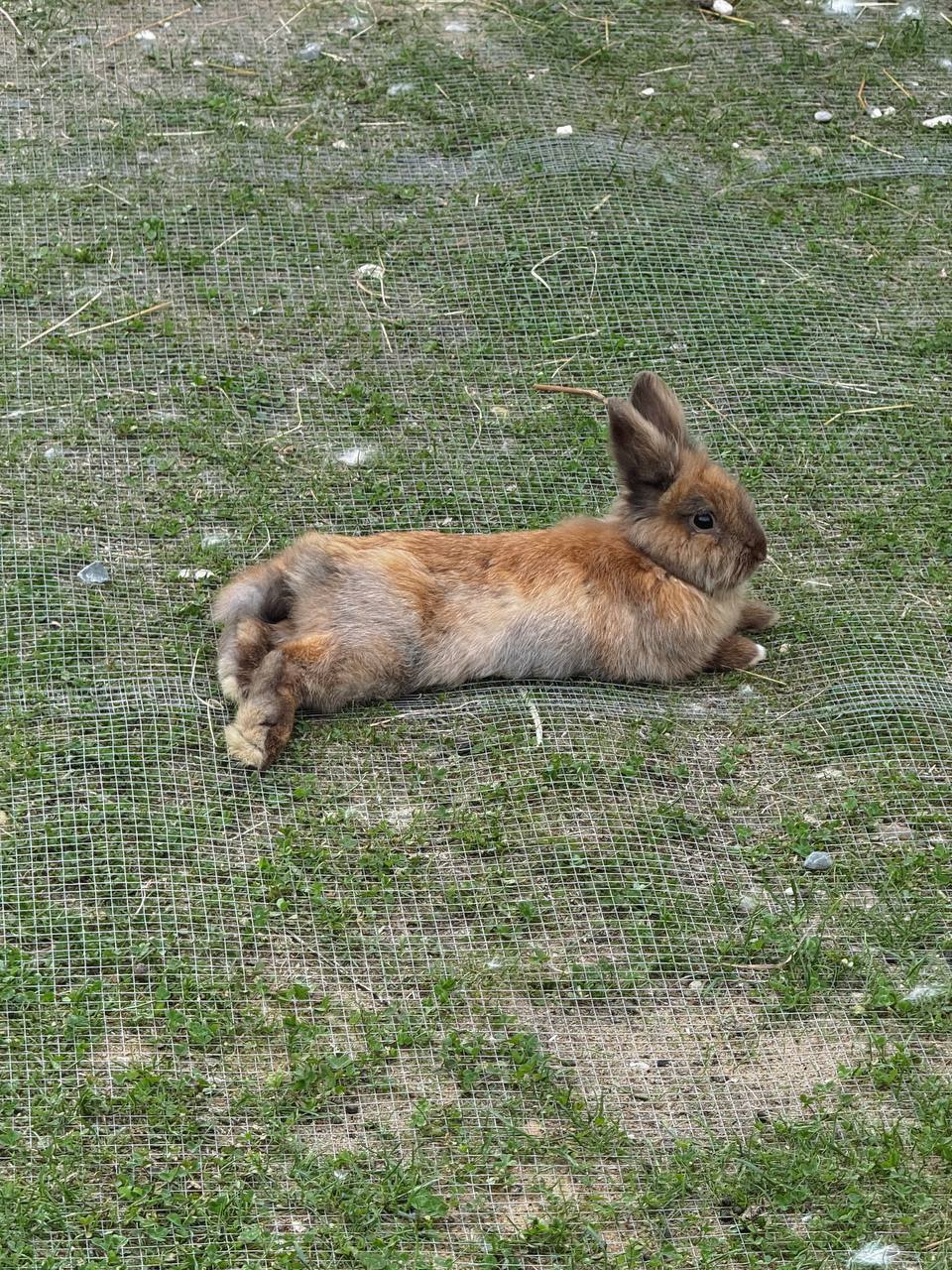 – Ой, тату, ой який він! Братик такий милий, тату, а ти його більше, ніж нас, будеш любити, так