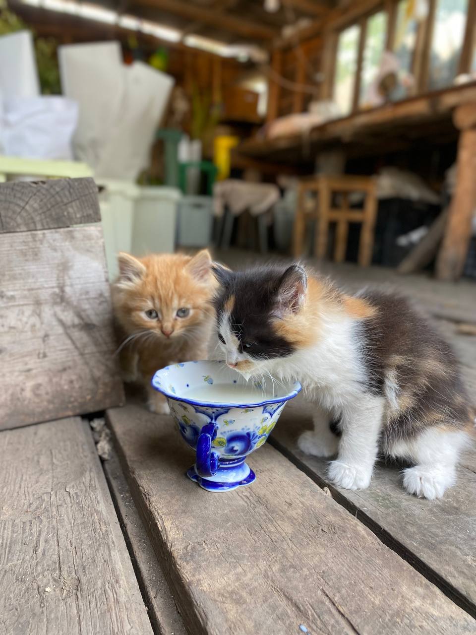 Поява сестри мого чоловіка на нашому порозі та ще й з речами мене неабияк здивувала. Та ще більшою прикрістю стало те, що з’явилась вона не одна а зі свекрухою моєю. Виявилось, панянки прийшли у наш дім жити, бачте вони вважають, що мають на те повне право, особливо зараз, коли не стало мого чоловіка