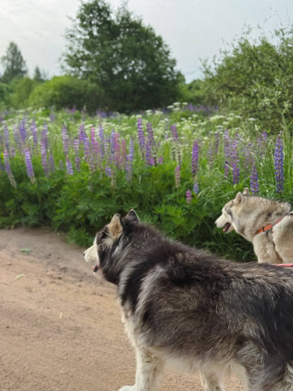– Мамо, вона не наша. Я теж не відразу здогадалася. Вона часто мені говорила, що заздрить, що у мене такий батько, хороша сім’я. Я не говорила тобі