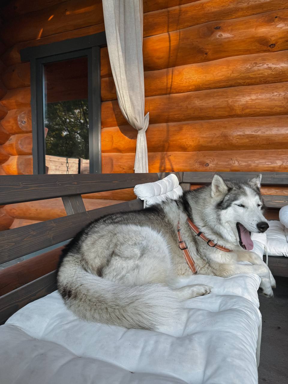 – Лекс обов’язково знайде своє щастя! Він ще нас усіх здивує
