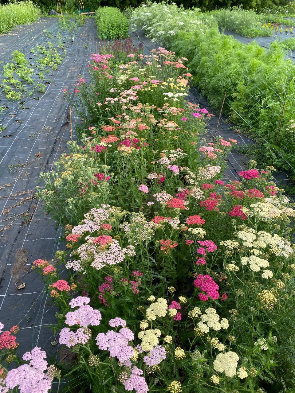 Не приїдемо ми до вас, сил нема, – сказала сухо мені мама, коли нарешті від мене слухавку взяла. Не говорила вона зі мною більше тижня, і я відразу зрозуміла, що щось сталося, бо такого ще жодного разу не було. Виявляється, що мама образилася, коли дізналася, що моя свекруха поїхала в санаторій на відпочинок. – Звідки у свахи такі гроші? Я цікавилася, там два тижні коштує 40 тисяч гривень, – з подивом питає мене мама. Якщо чесно, то я найбільше боялася, що мама мені задасть це питання, бо брехати я не люблю, а правду казати не можу