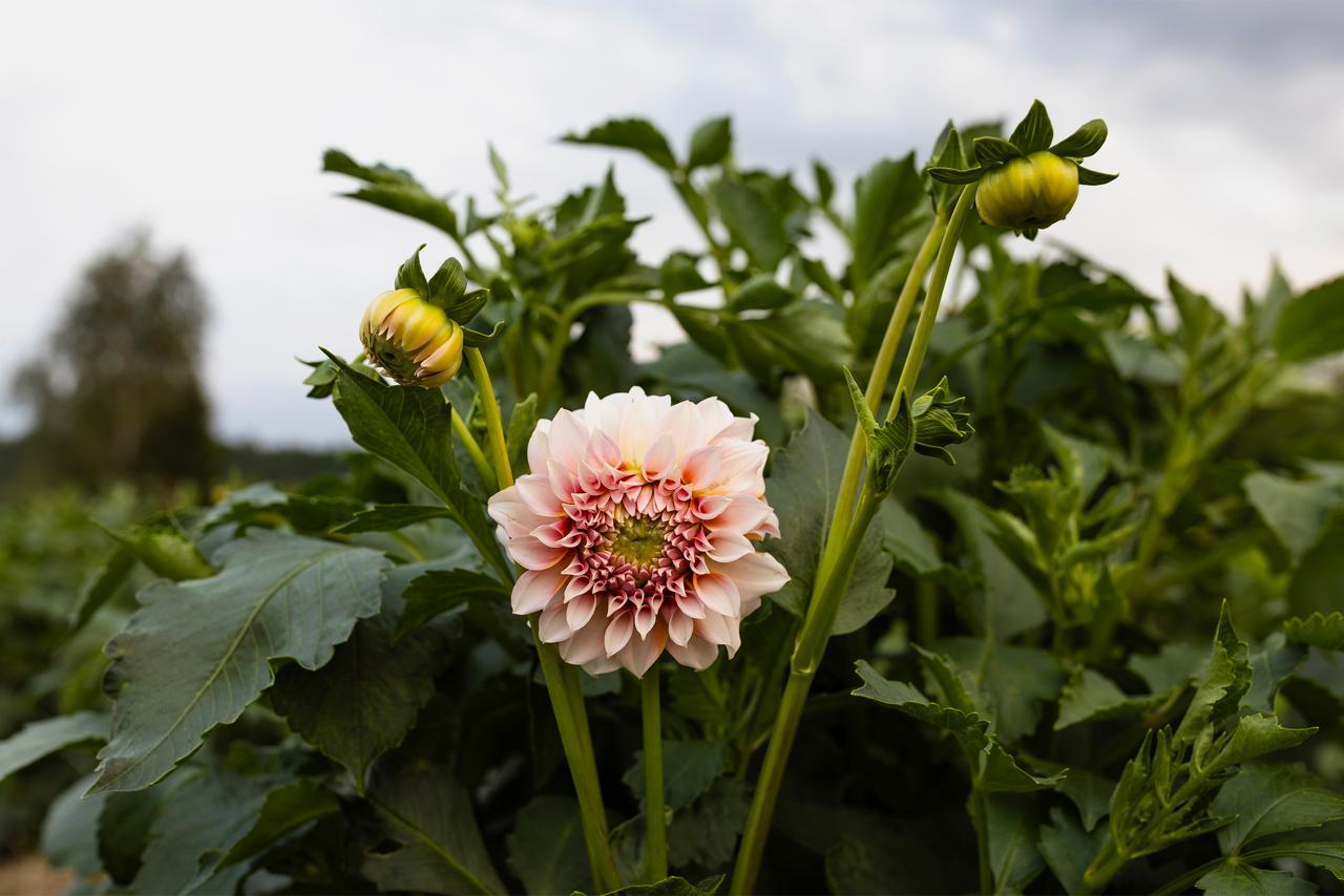 -Думаєте мені самій приємно? Ні те, що Катруся сказала, та я, та мені ніхто в житті такого не казав! Я від дітей рідних такого не чула. Дякую, Катрусю