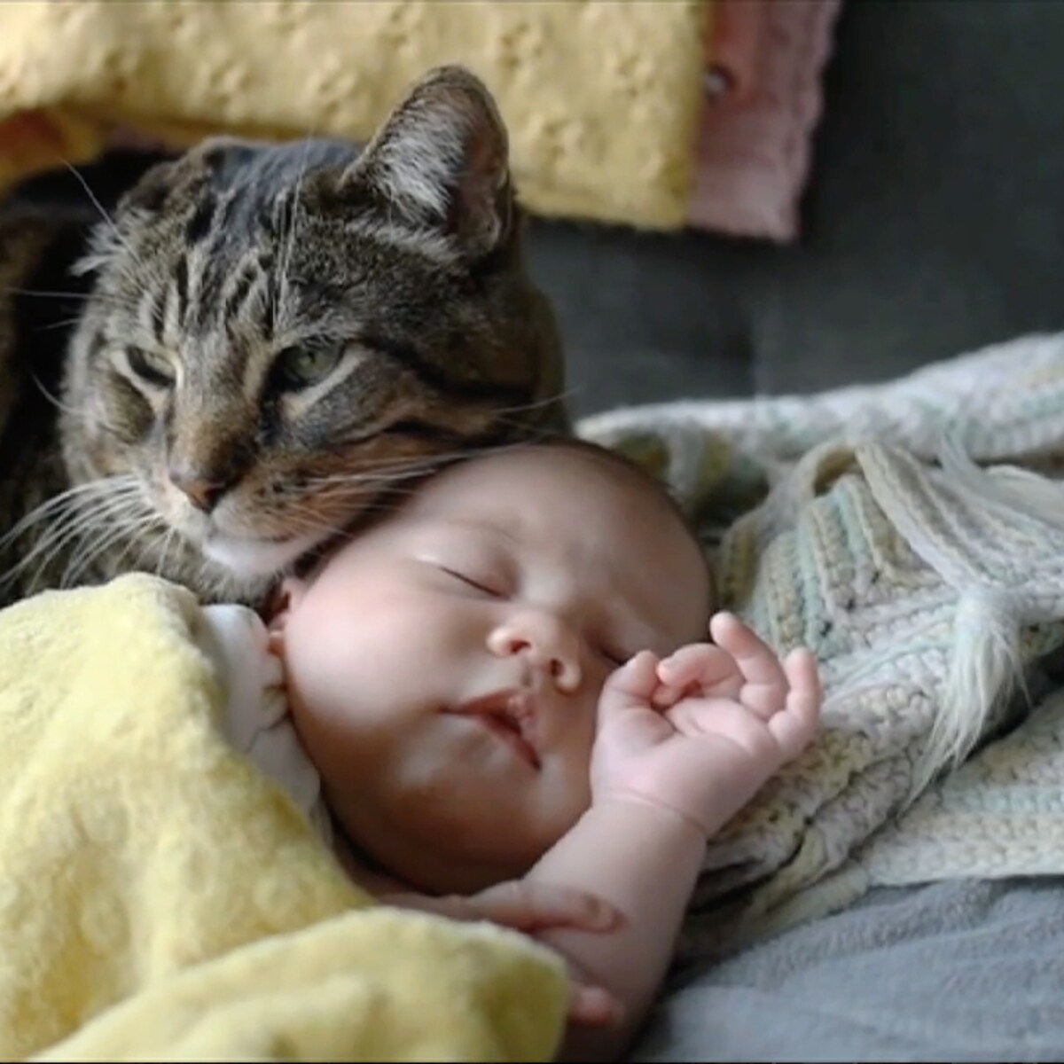 Все відділення бігало дивитися на цю картину, і навіть суворий завідувач, страшно лаючись і обіцяючи всіх звільнити, підійшов і погладив сірого “батька”
