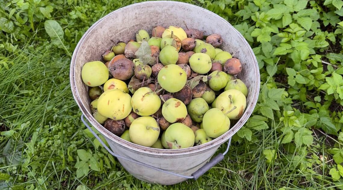 Ніколи не викидаю гнилі та опалі яблука, вони приностять дуже багато користі