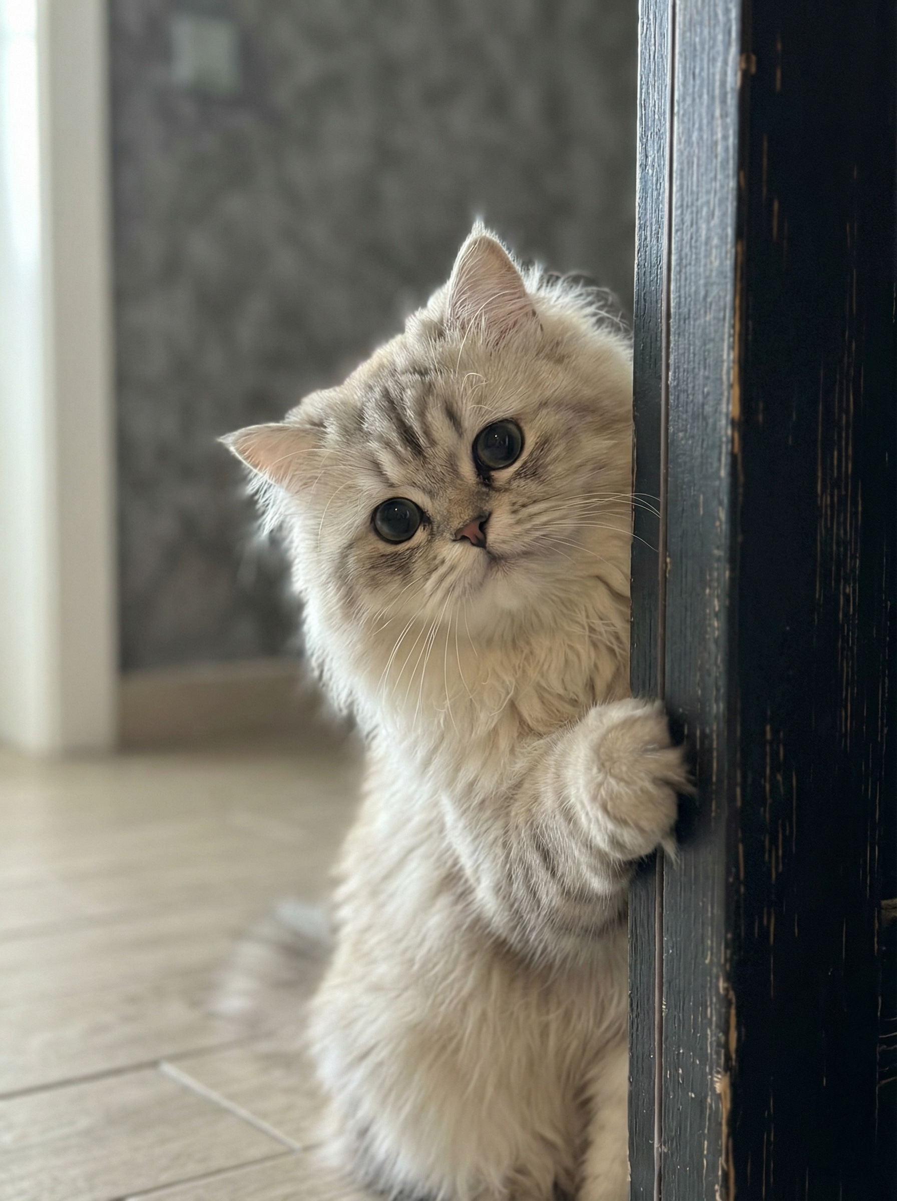 Кіт мовчки дивився на неї. Зітхнувши і набравшись сміливості, Анюта потягнулася за ним, сподіваючись, що рукави шкіряної куртки врятують її руки від пазурів пухнастого безбілетника…