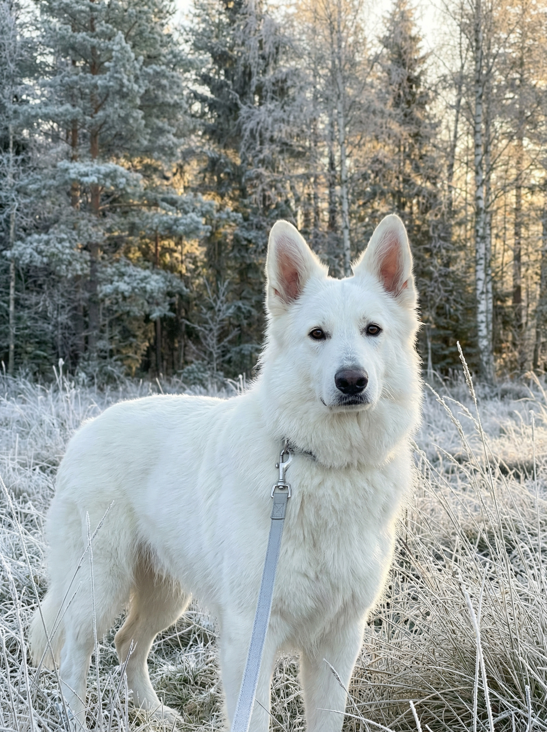 – Марвел! Ти – диво! Ти – моє Диво